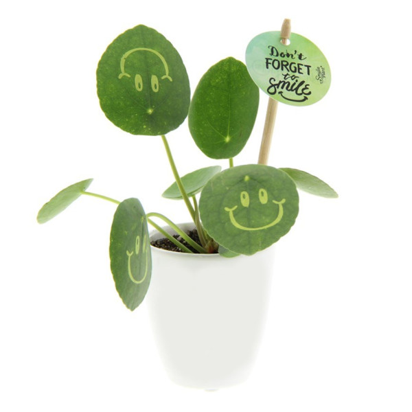 Smylieplant® small