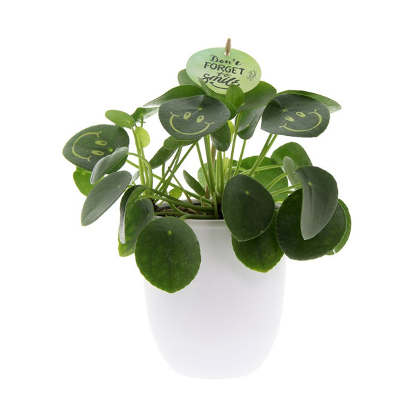 Smylieplant® large